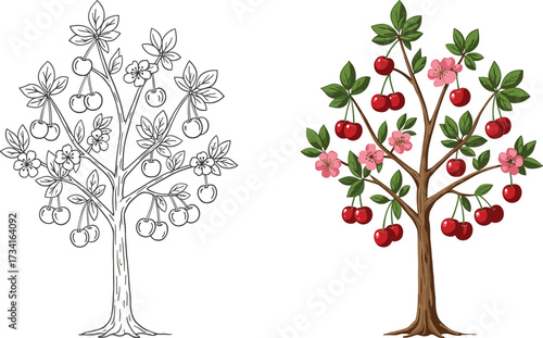 Cherry tree with red fruits and pink flowers, botanical art, garden plant illustration, orchard harvest, cad drawing flat vector illustration