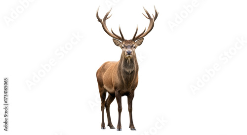 Valokuva Isolated red deer stag stands and stares ahead, facing the viewer in autumn fore