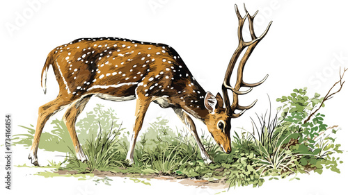 Detailed Vector Illustration of Grazing Chital or Axis Species