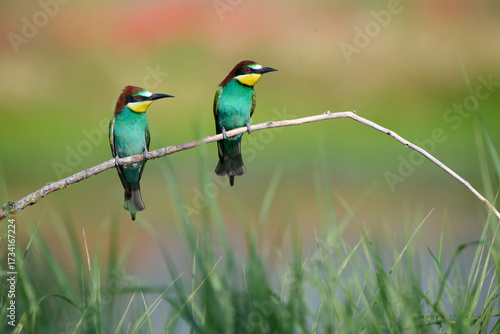 Two European bee-eaters perched on branch with colorful background