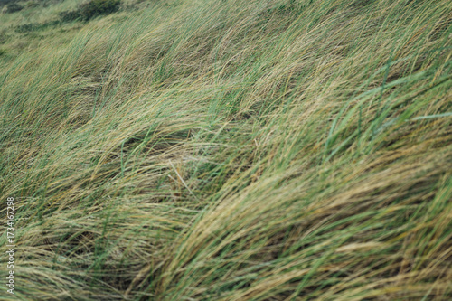 grass in the wind