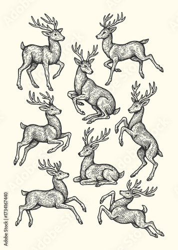 Vintage engraved illustration of deer in different poses, highlighting natural wildlife elegance.