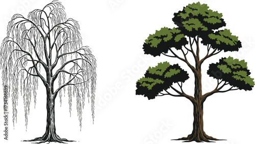 Willow tree and leafy tree illustration, botanical forest design, green foliage drawing, natural landscape element, cad drawing flat vector illustration