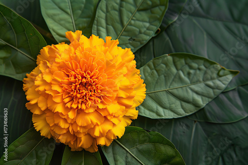 Abstract vivid greeting card with holiday composition for happy celebrate Onam on colored background