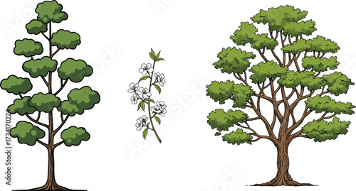 Tall green forest tree, blooming floral branch, lush garden plant illustration, nature foliage drawing, cad drawing flat vector illustration