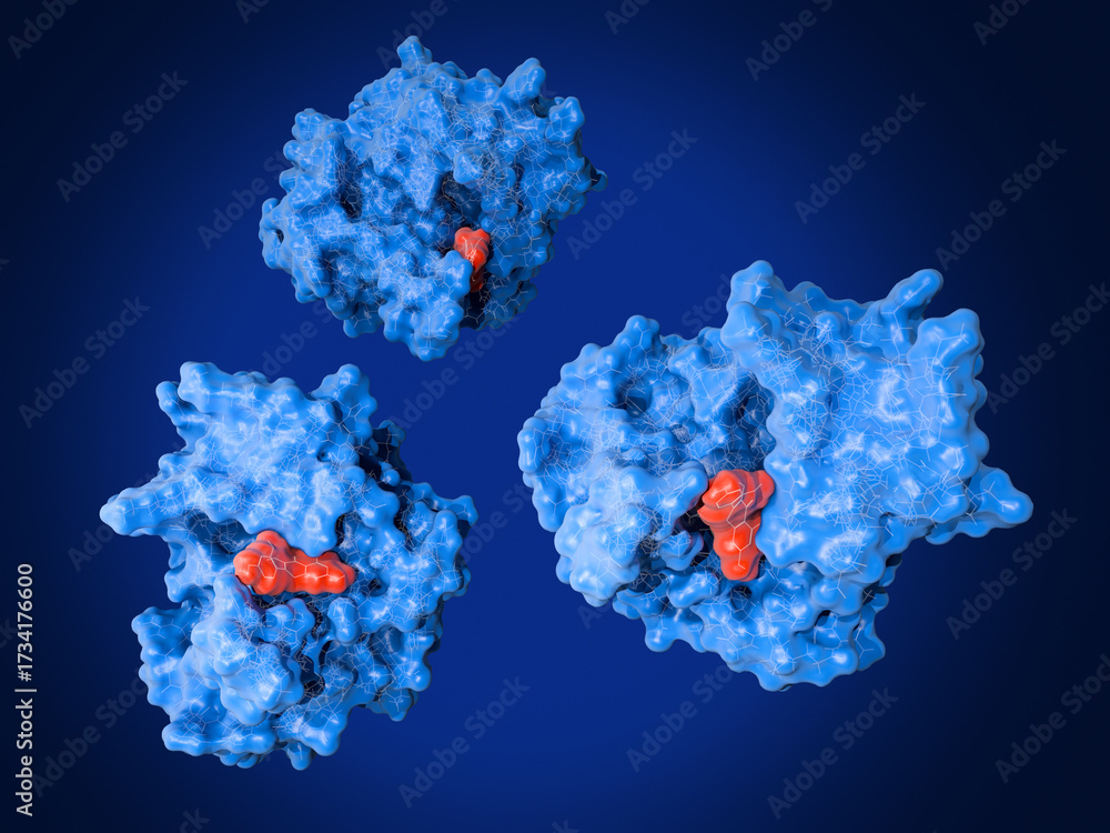 Φωτογραφία the enzyme New Delhi Metallo-beta-Lactamase-1  (NDM-1,  blue) in complex with the flavonol inhibitor morin