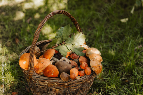 Wicker basket filled with fresh wild mushrooms on green grass in forest. Autumn harvest concept, organic food ingredient, healthy vegetarian diet, rustic lifestyle and natural seasonal produce.