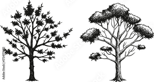 Black tree silhouette, detailed branches, hand drawn style, vintage illustration, natural forest artwork, botanical sketch, cad drawing flat vector illustration