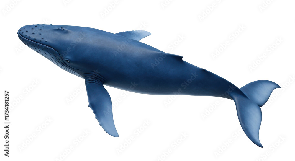 Fototapeta premium Isolated humpback whale, marine mammal swimming underwater, side view, realistic illustration