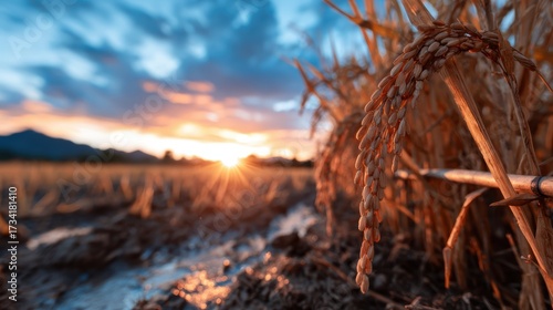 This stunning landscape captures golden rice fields illuminated by a breathtaking sunset, evoking tranquility and the beauty of rural life in agriculture. Nature's remarkable charm.