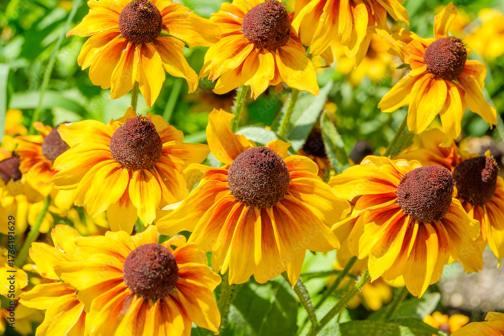 Fototapeta premium 夏の庭に咲く黄色とオレンジのルドベキアの花