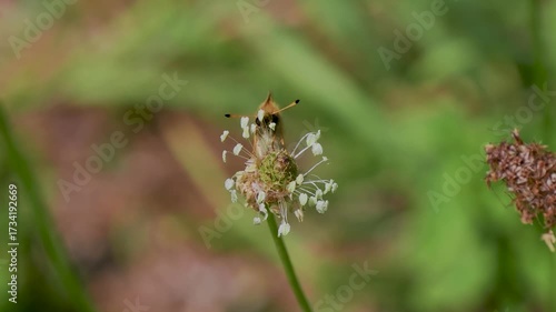 Wallpaper Mural Essex Skipper Resting on a Flower Head Torontodigital.ca