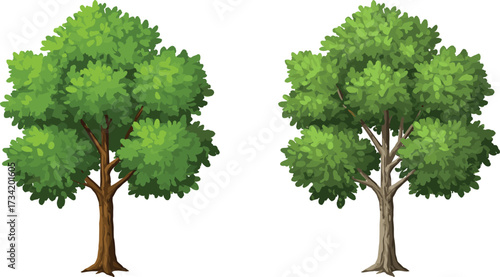 Green tree, natural foliage, forest plant, isolated outdoor element, summer landscape, eco friendly nature, garden decoration, cad drawing flat vector illustration