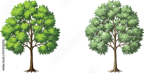 Green tree, nature foliage, summer season, eco environment, isolated plant, landscaping element, garden design, cad drawing flat vector illustration