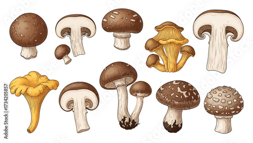 Illustration of various types of mushrooms, including chanterelles and portobellos.