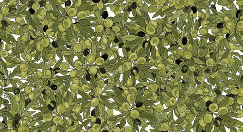 An overhead view of many green olive branches filled with ripe black and green olives on white background.
