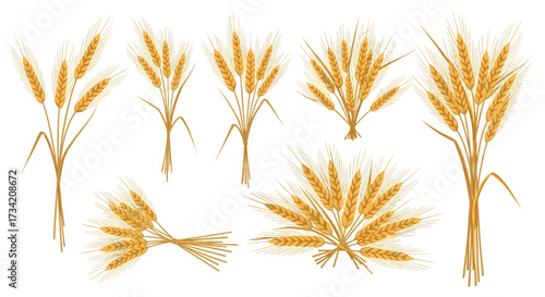 Collection of hand drawn golden wheat ears and stalks tied with string in various arrangements.