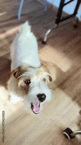 Dog at a veterinary clinic receives a treat. Supporting pet health.