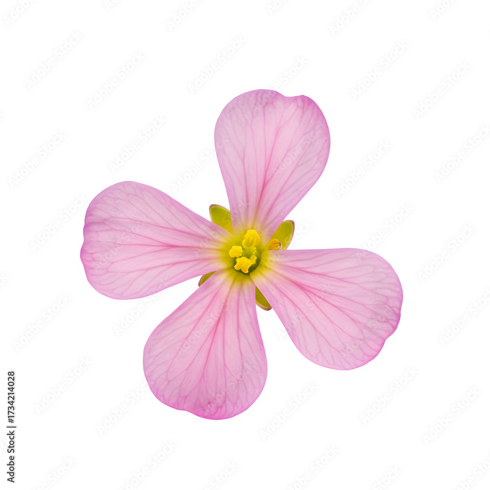 Fototapeta premium Small four petal radish flower in full bloom, isolated on transparent or white background. PNG 