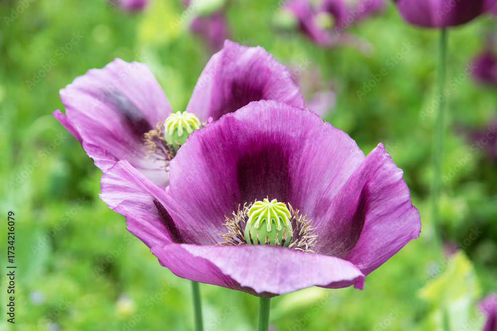 Fototapeta premium Closeup delicate opium poppy flower heads in spring field. Papaver somniferum. Beautiful fragile petals with small green capsules in center of purple blooms on blur nature background. Selective focus.
