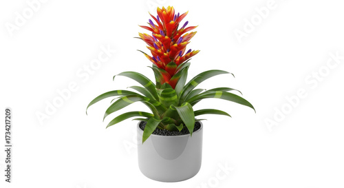 Cuadro en lienzo Isolated bromeliad plant, indoor greenery, potted flower for office, vivid color