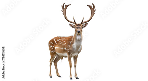 Isolated fallow deer buck stag in standing pose, wild animal with antlers looking at camera