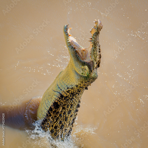 Saltwater crocodile (Crocodylus porosus) jumping out of the water, Australia