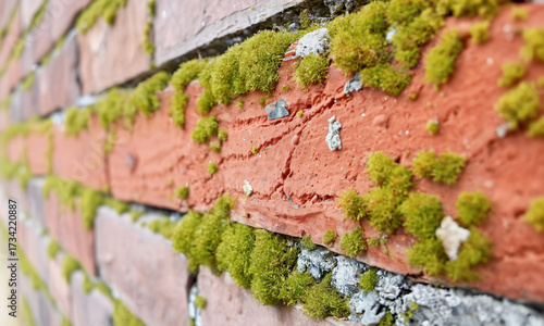 Extreme close-up of moss growing on old brick wall detailed textures  Generative AI