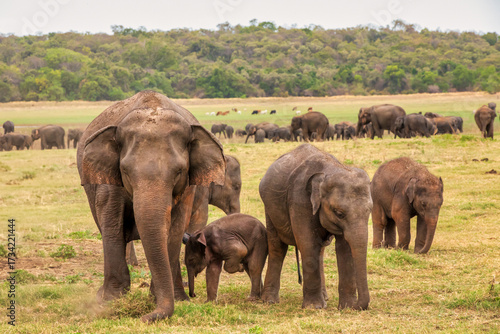 Sri Lankan elephant with calf (Elephas maximus maximus) in Minneriya National Park, Sri Lanka