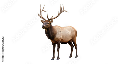 Canvas Print Isolated majestic male elk, Cervus canadensis, standing in view, looking at the