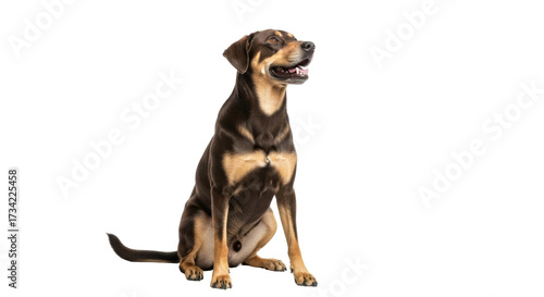 Isolated happy pet dog sitting in studio on plain backdrop looking up and panting at sky