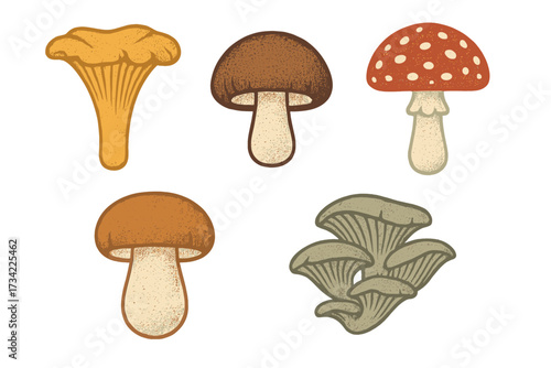 Collection of various edible and wild fungi, including chanterelle, boletus, and fly agaric, with textured caps and stems