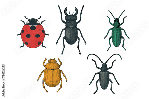 Vibrant collection of diverse colorful beetles and insects showcasing their unique forms, intricate patterns, and natural beauty