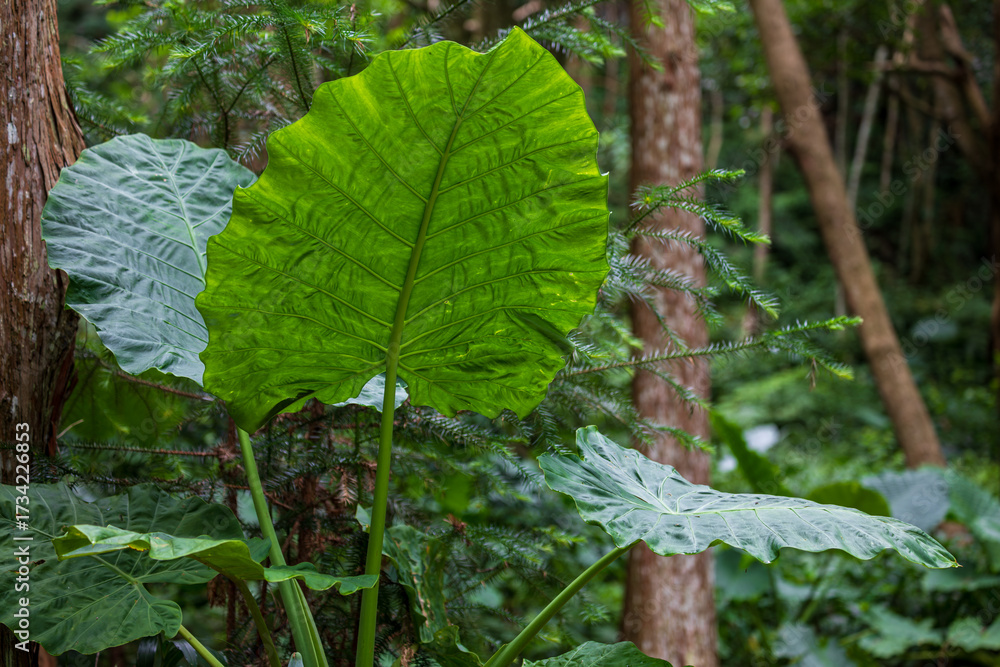 Fototapeta premium The taro flourishes in Taiwan's mountains.