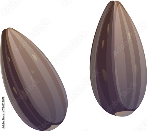 Cartoon raw ripe two sunflower seeds in shell. Isolated vector roasted or raw elongated nuts with hard striped outer husk, natural texture and tapered shape. Healthy snack, rich in fat, fiber, protein