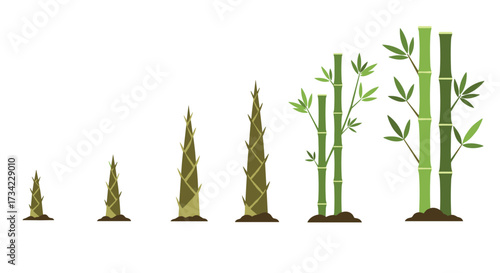 Growth stages of bamboo shoots with green leaves on white background