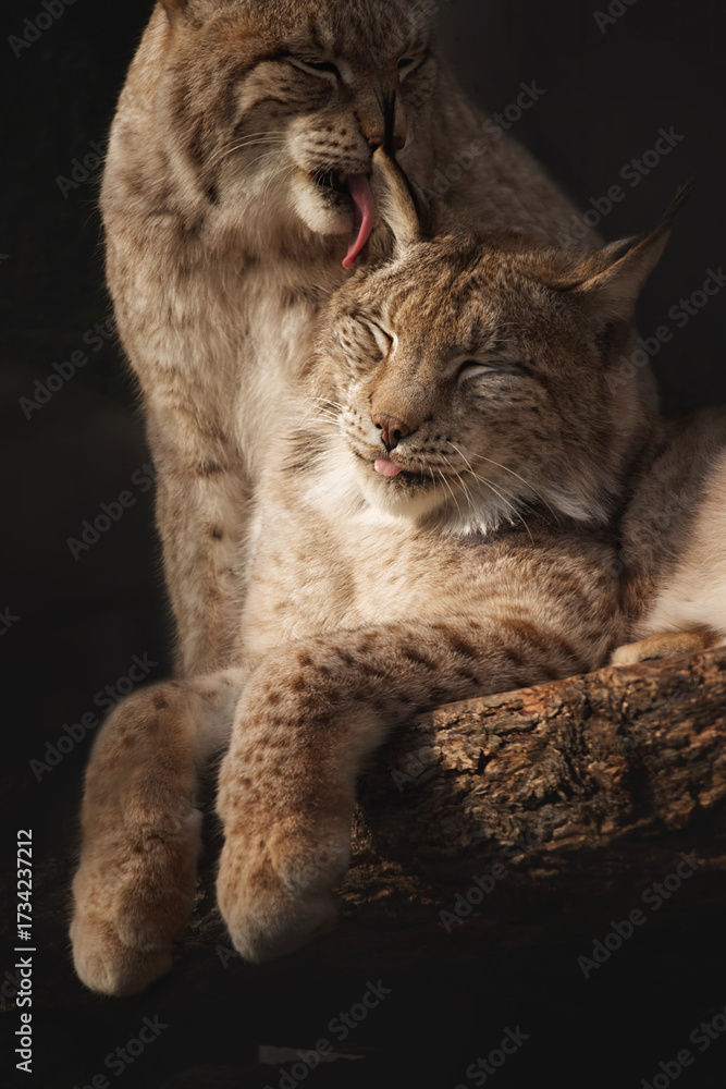 Naklejka premium Two lynxes share an affectionate moment as one gently grooms the other