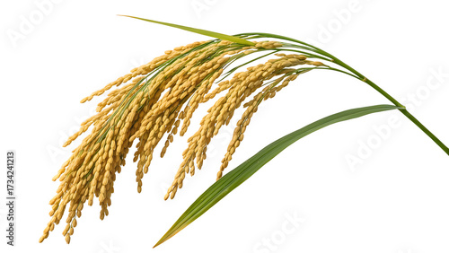 Golden rice paddy on a black background showing grains and leaves symbolizing harvest season and sustainable agriculture food source