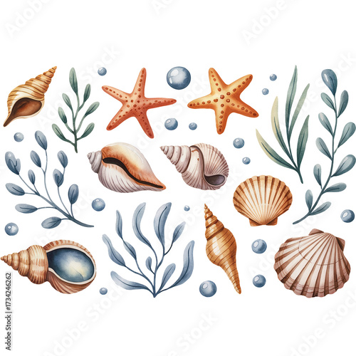 Watercolor illustration of seashells starfish and aquatic plants on a softly patterned background