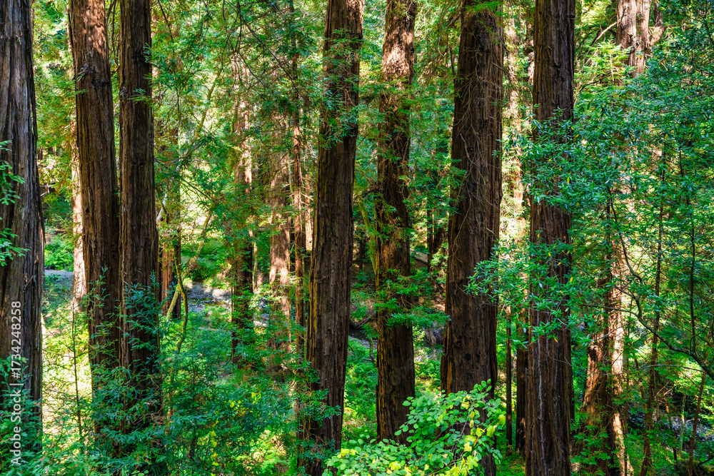 Obraz premium Scenic woodland trail in Muir Woods National Monument, California USA. Towering coastal redwood trees with lush green foliage create a tranquil natural landscape perfect for hiking and nature travel.