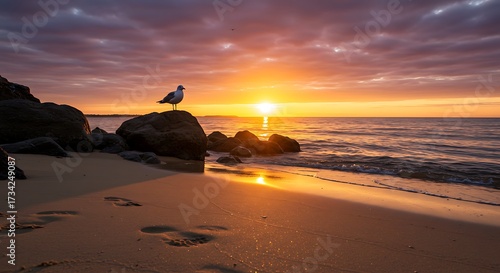 Seagull on coastal rocks at sunrise