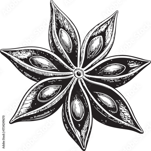 Star Anise Hand-drawn Sketch Drawing Vector Illustration, Line Linear Symbol Engraving Coloring Book, Black and White Isolated
