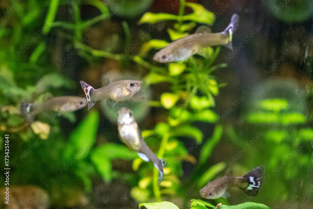 Obraz premium School of Guppy Fish in Lush Aquatic Environment