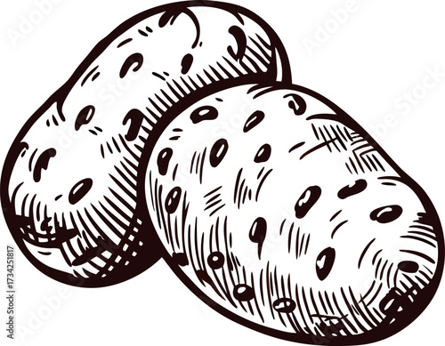 Hand drawn sketch of two whole potatoes isolated on white background, rustic vintage engraved illustration