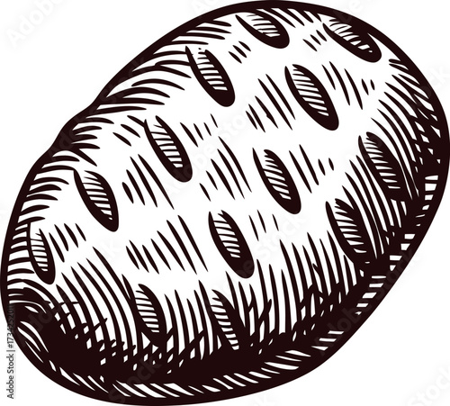 Hand drawn potato illustration with vintage engraving and textured details