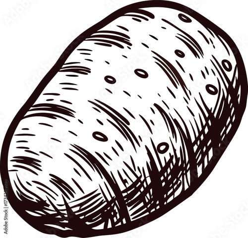 Hand drawn vintage potato illustration with engraved lines and sketch details on white background