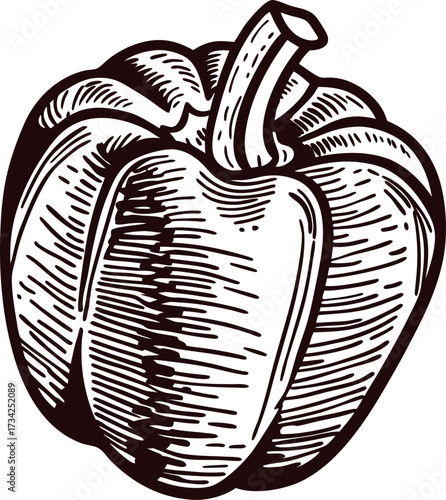 Hand drawn illustration of bell pepper with detailed engraving lines on white background