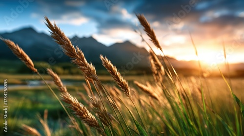 A serene landscape featuring tall grass swaying gently in the warm rays of a setting sun, capturing the essence of nature’s beauty and tranquility.