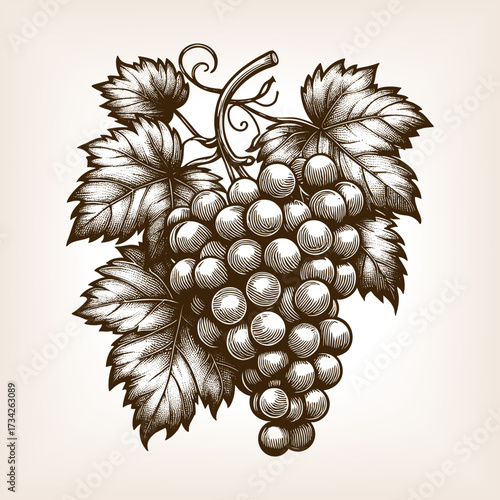 bunch of grapes with leaves and vine, symbolizing wine, harvest, fruit, and traditional botanical art sketch engraving generative ai vector illustration. Scratch board imitation. Black and white image