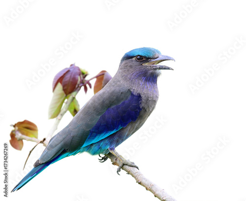 Indochinese Roller, beautiful grey to blue bird perching on thin branch isolated on white background, exotic wild animal